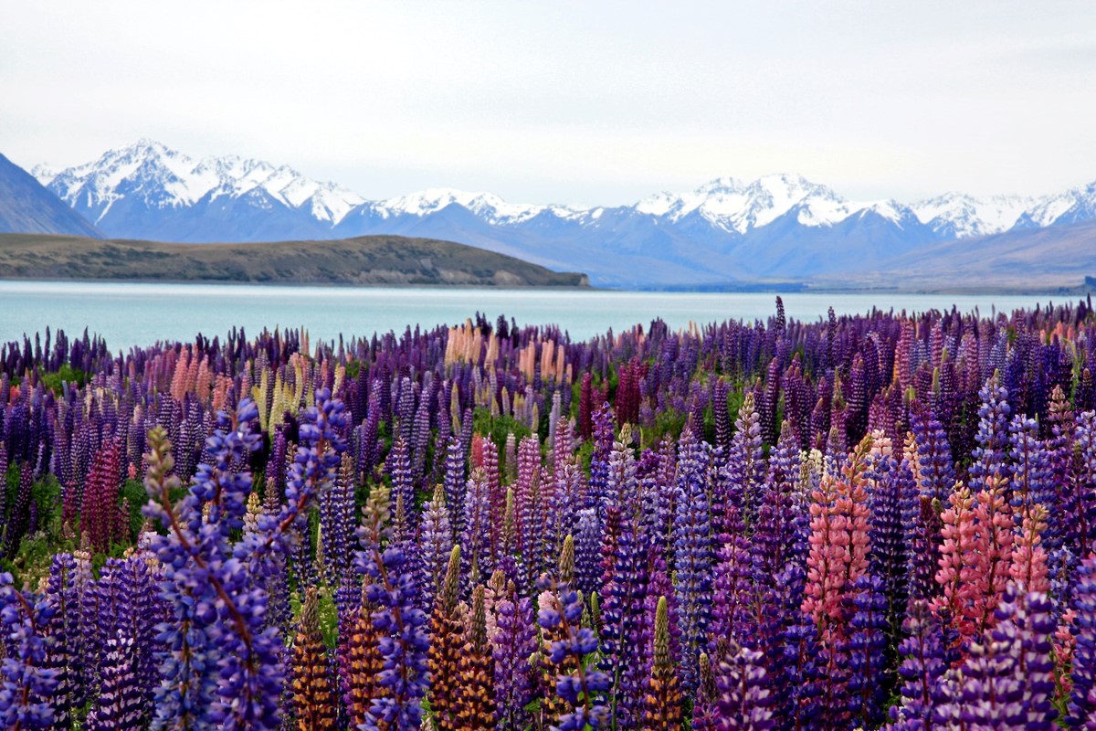 Navigating New zealand: Things You Need to Know before Traveling